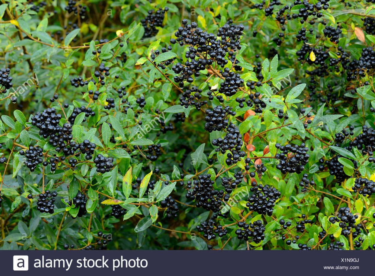 Волчья ягода (бирючина)