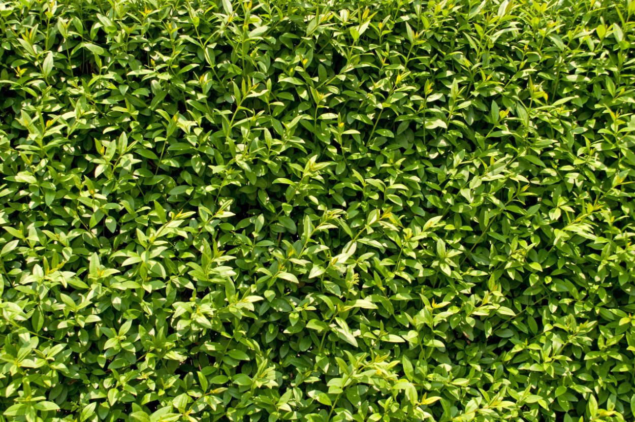 Бирючина снежноягодник