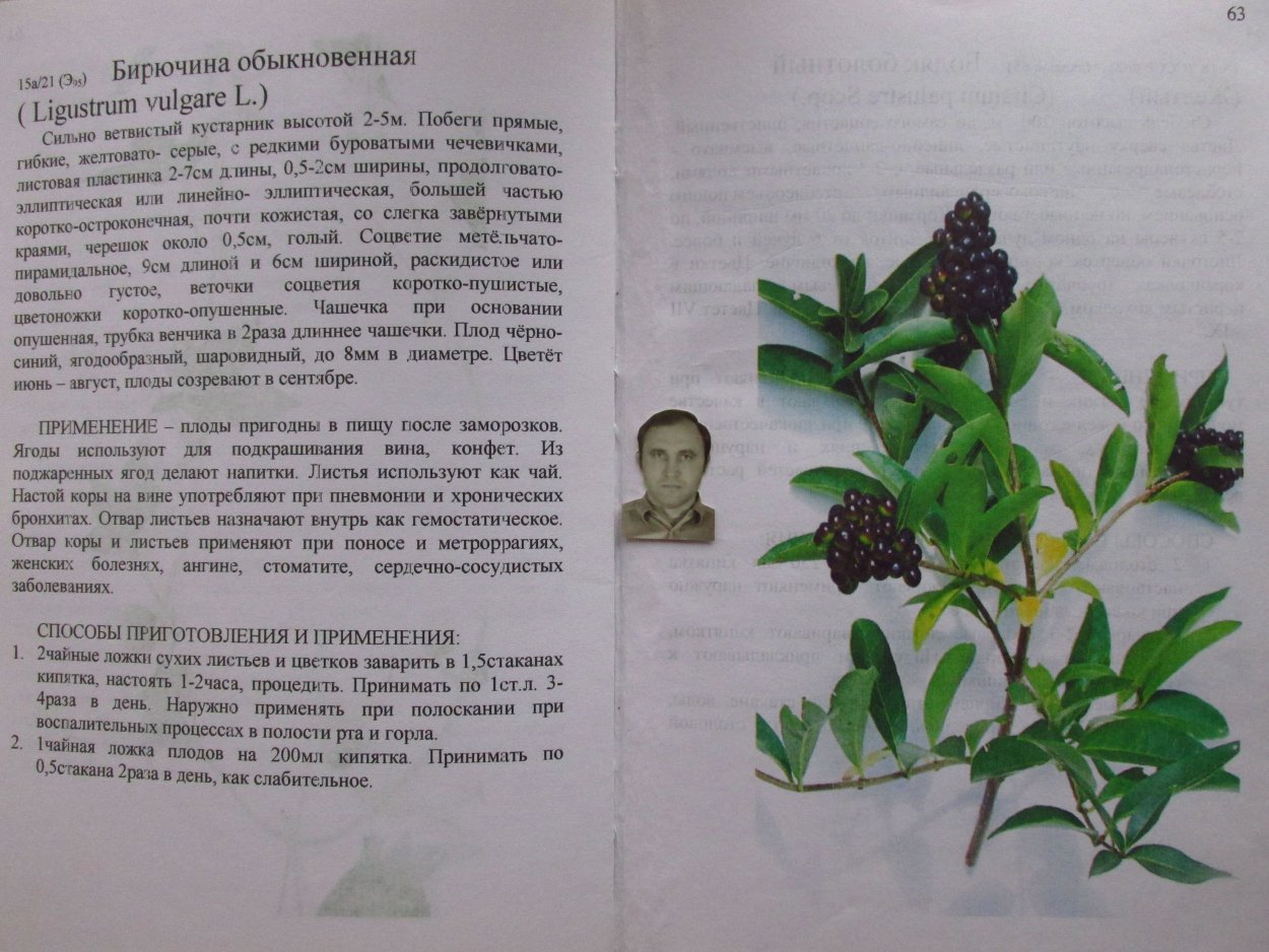 Аптекарском огороде бирючина