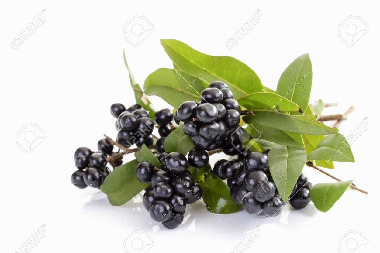 Бирючина блестящая плоды