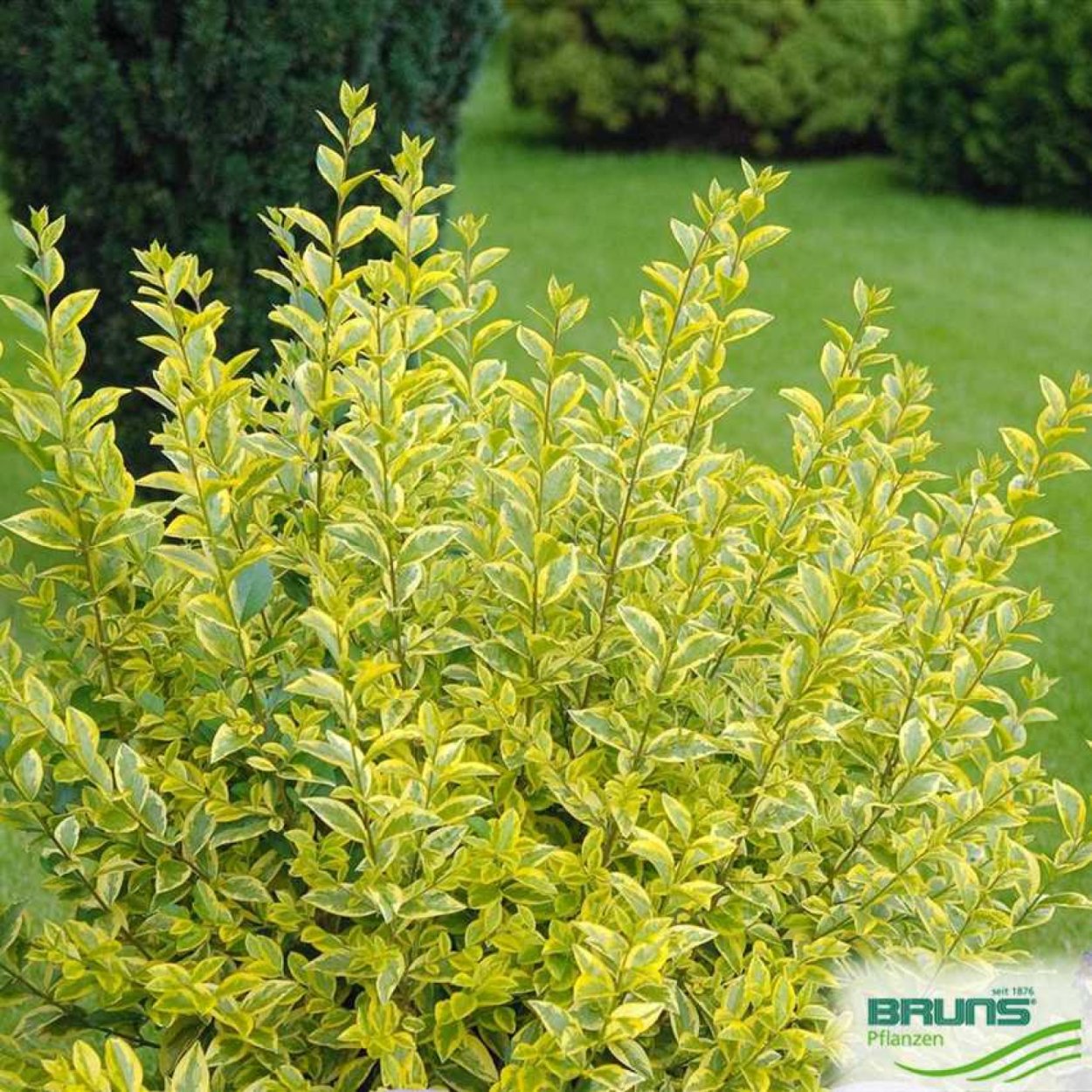 Бирючина обыкновенная рисунок