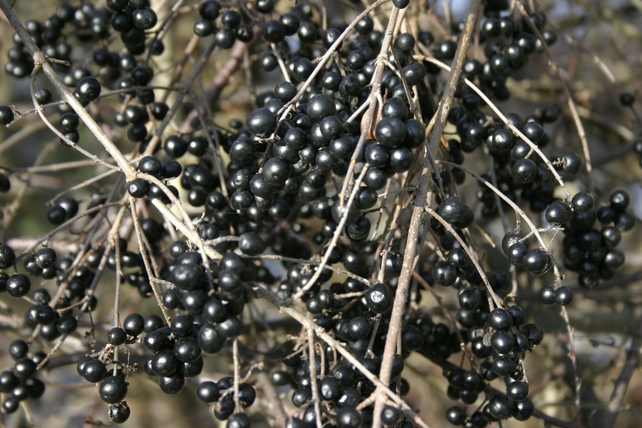 Живая изгородь для скетчап