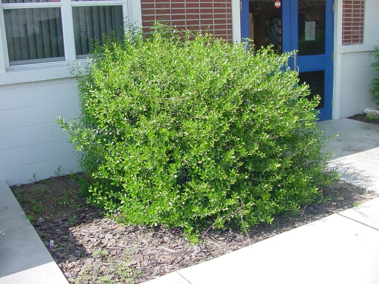 Бузина чёрная