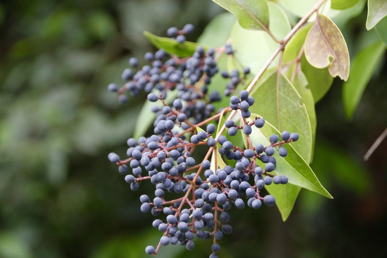 Бирючина ботаника