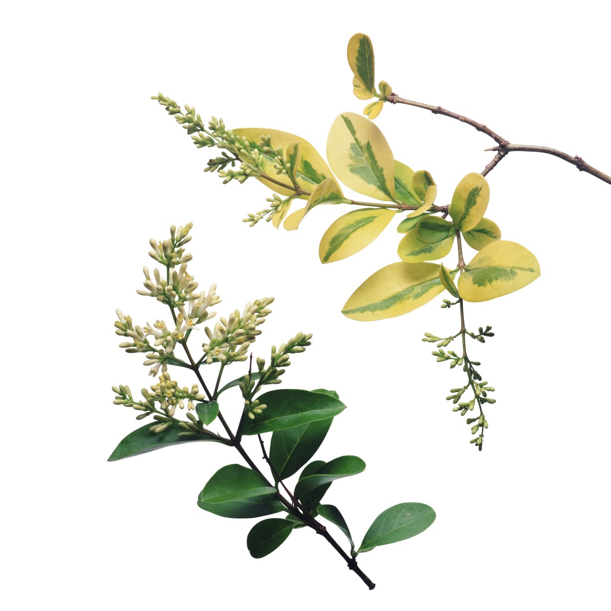 Бирючина обыкновенная Лоденси