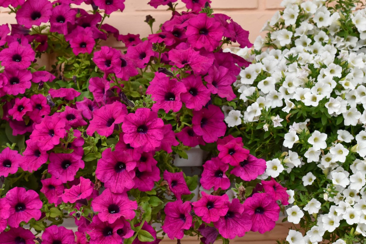 Петуния самосевная