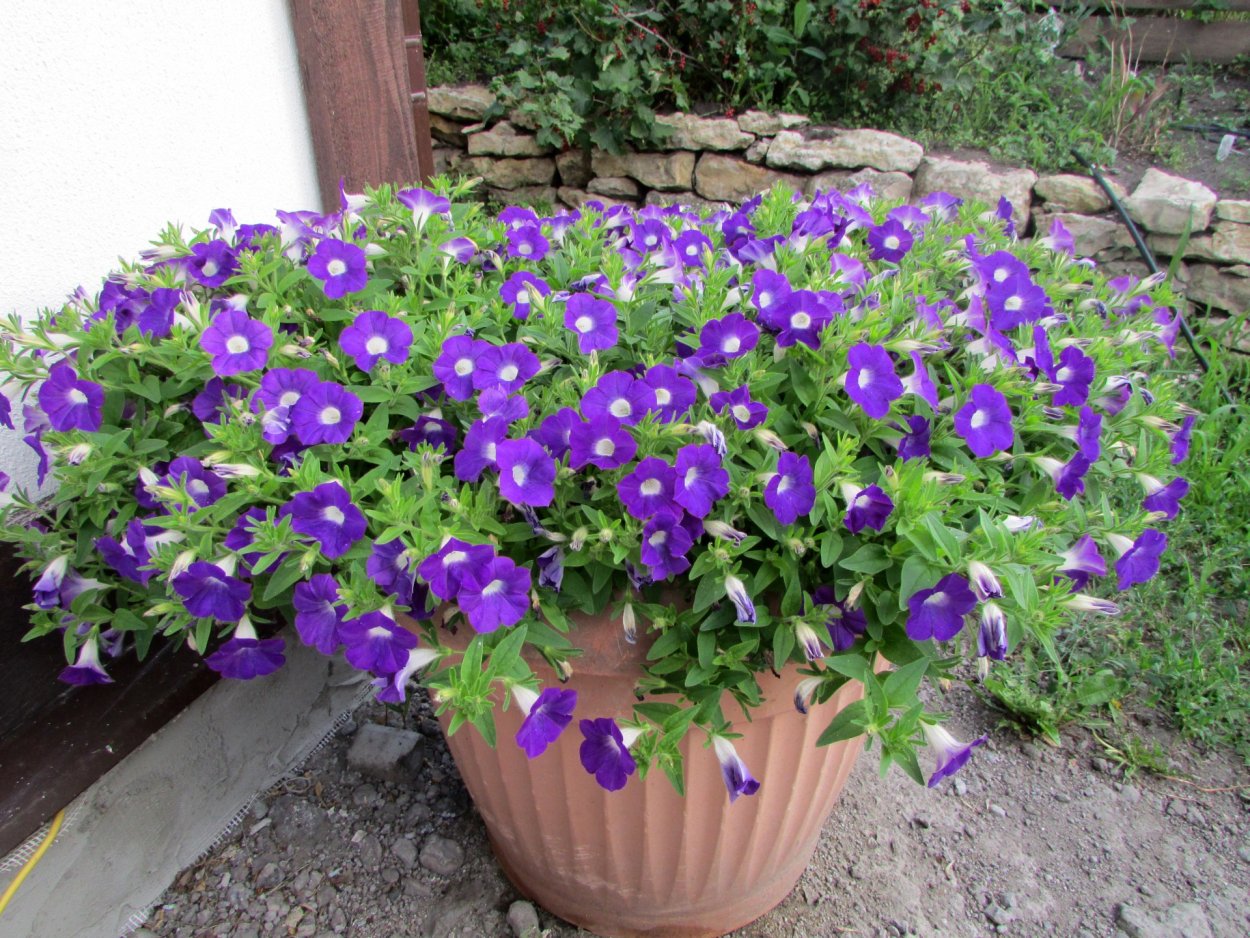 Петуния Blanket Violet