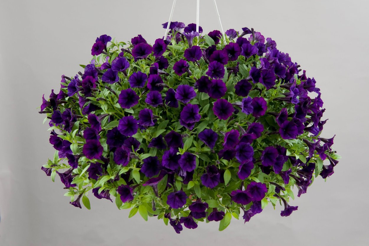 Петуния Альдерман фиолетовая