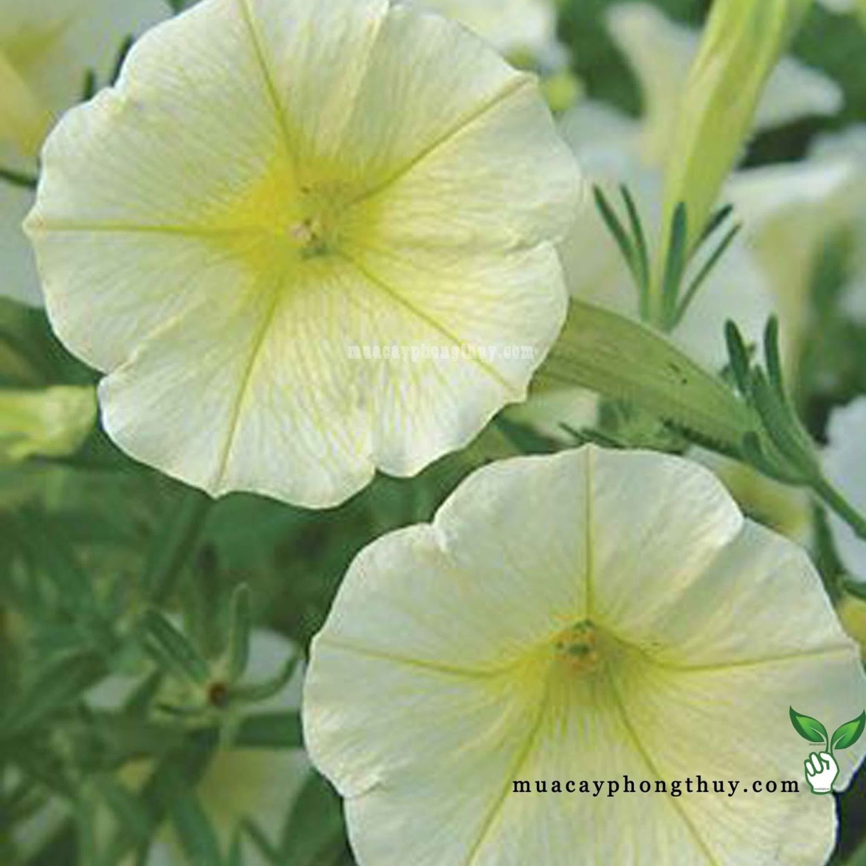 Гайлардия Монтана многолетняя