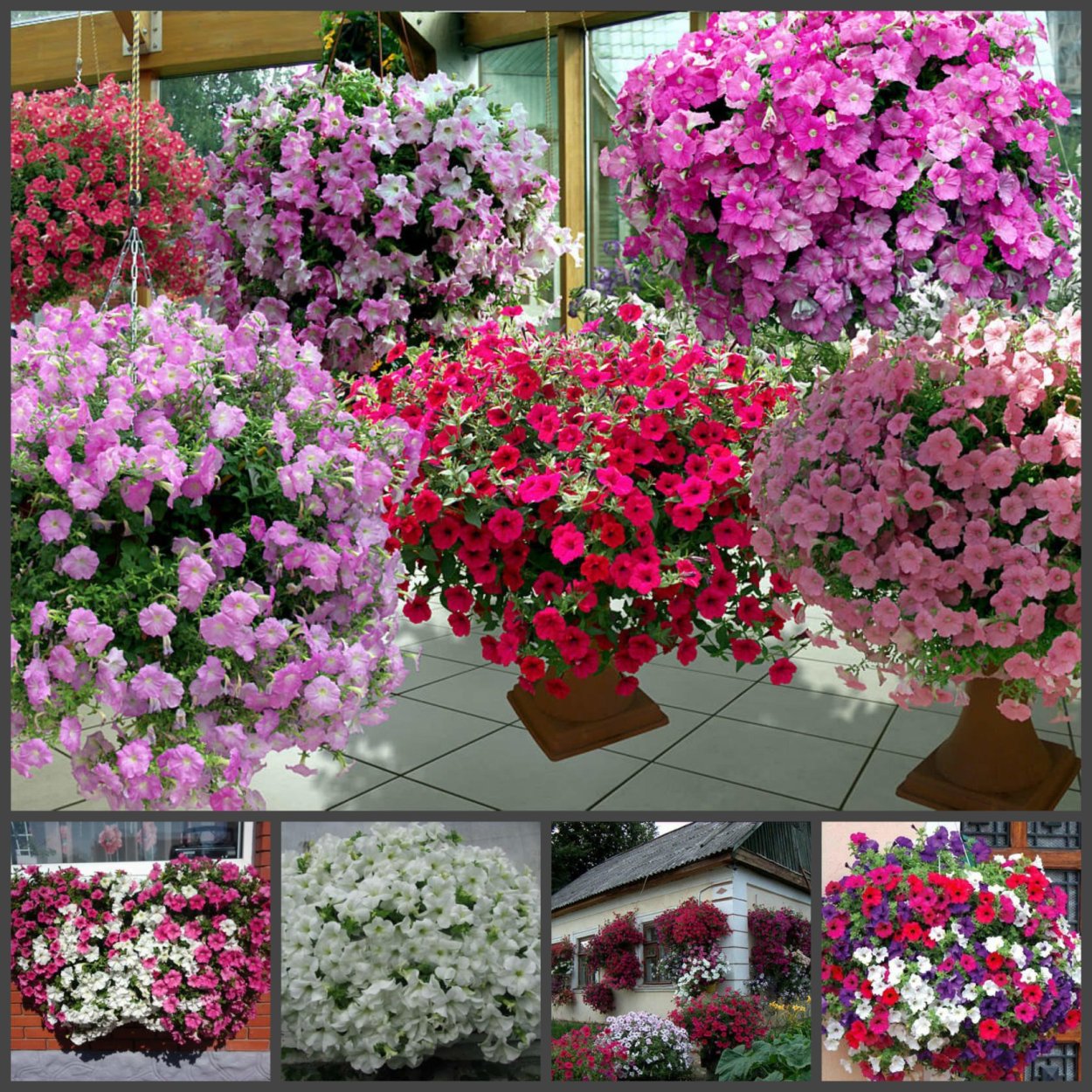 Ампельные петунии у Бориса Борисова