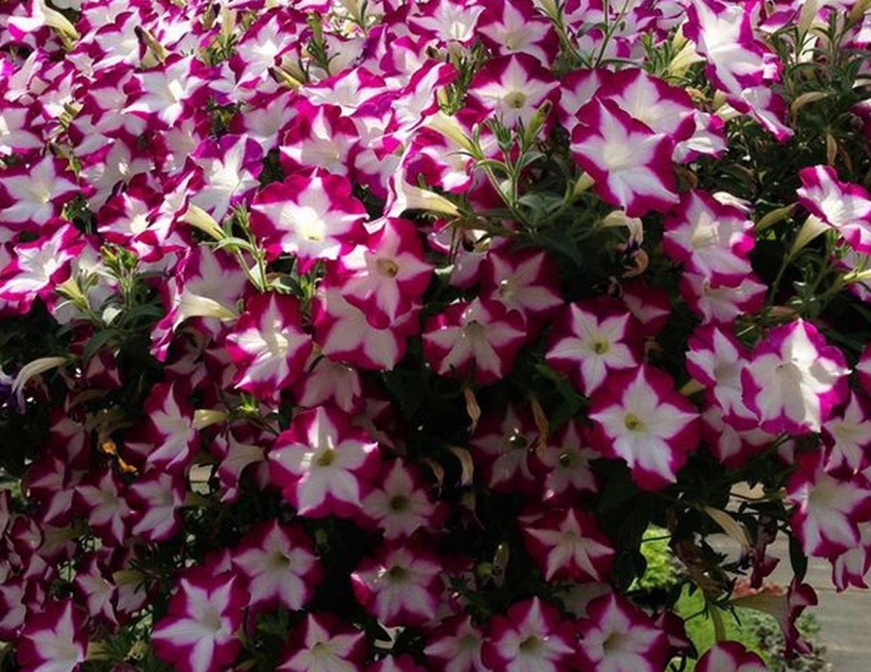 Петуния Бланкет Роуз Стар
