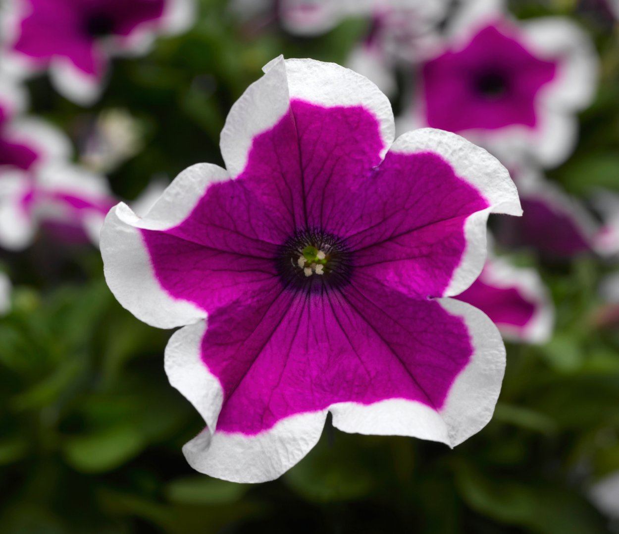 Петуния famous Lilac Picotee