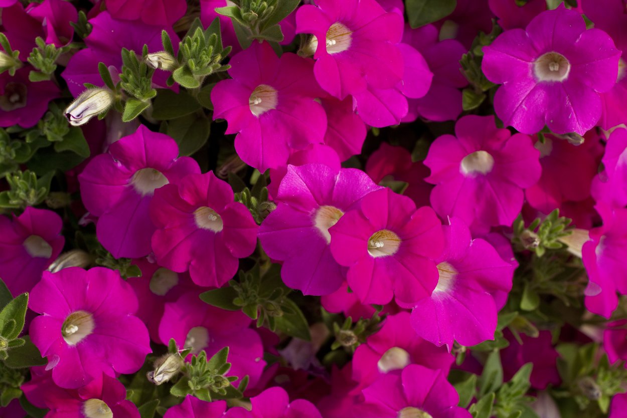 Петуния вегетативная Бланкет Роуз