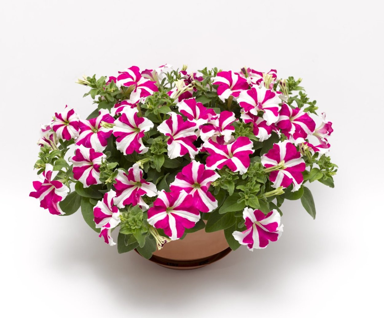 Петуния сюрпрайз Кардинал