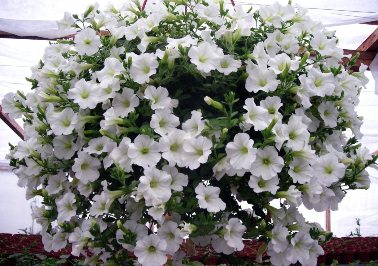 Петуния Picobella White