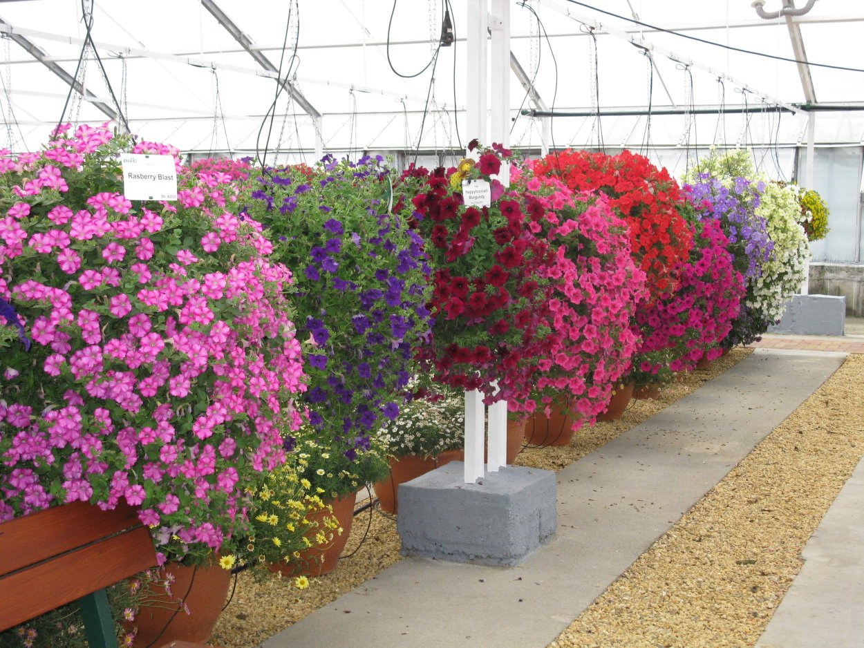 Петунья ампельная и каскадная