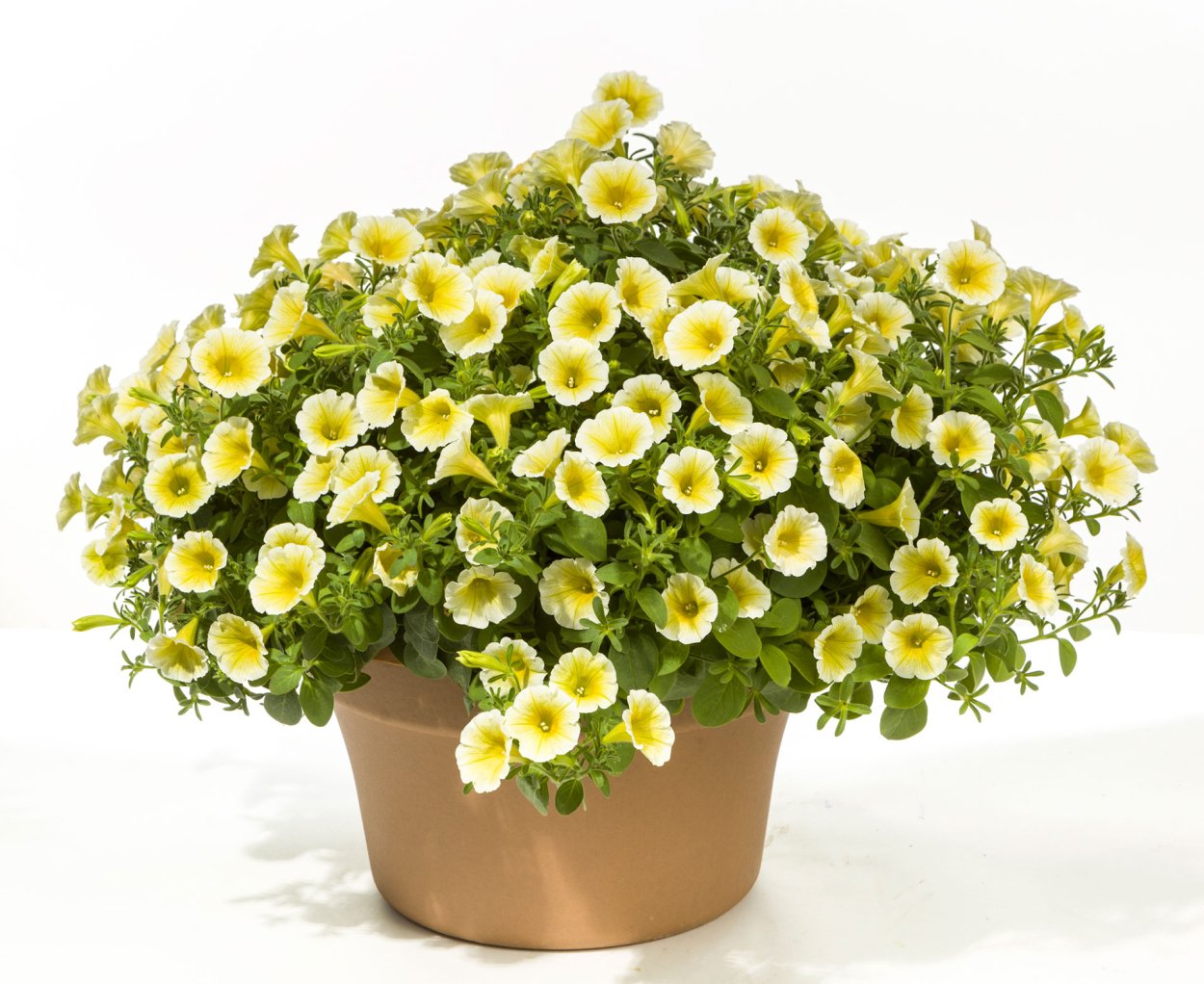 Петуния ампельная ИЗИ Вейв Еллоу