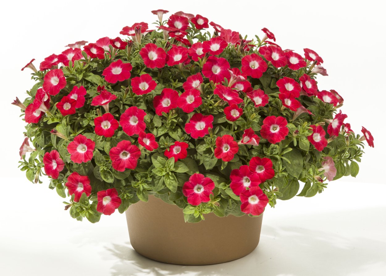 Петуния Бланкет ред