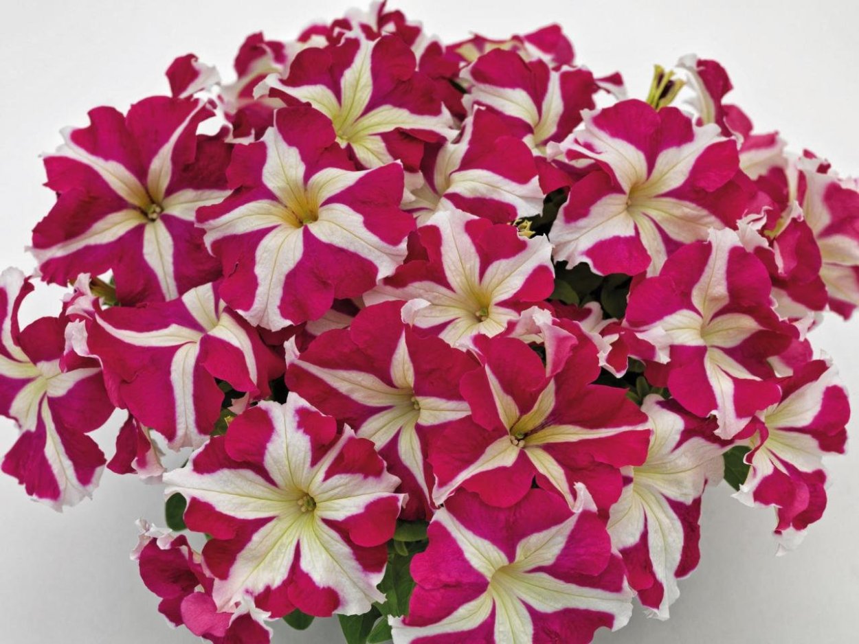 Петуния миллифлора Пикобелла Роуз