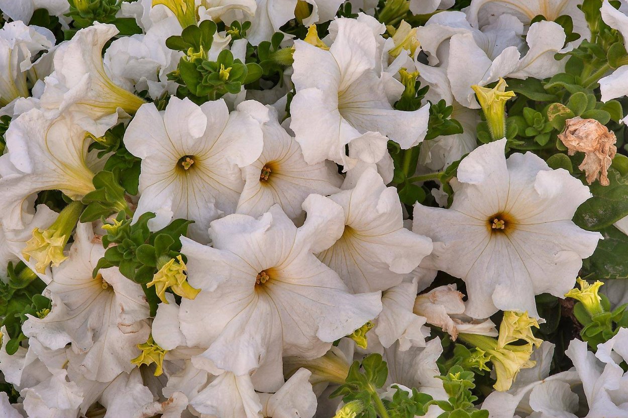 Петуния Tritunia White