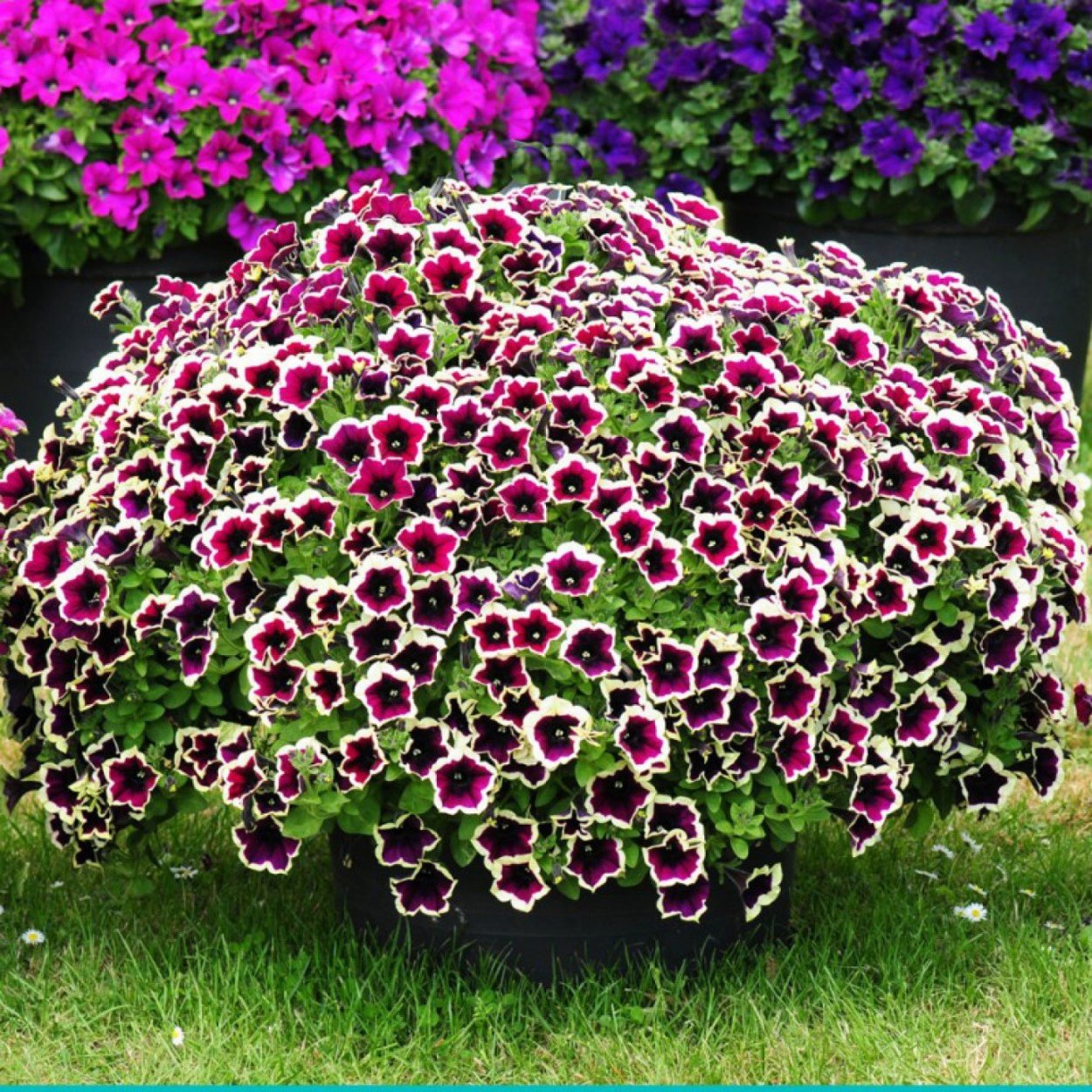 Петуния Cascadias Rim Magenta Каскадиас Рим маджента