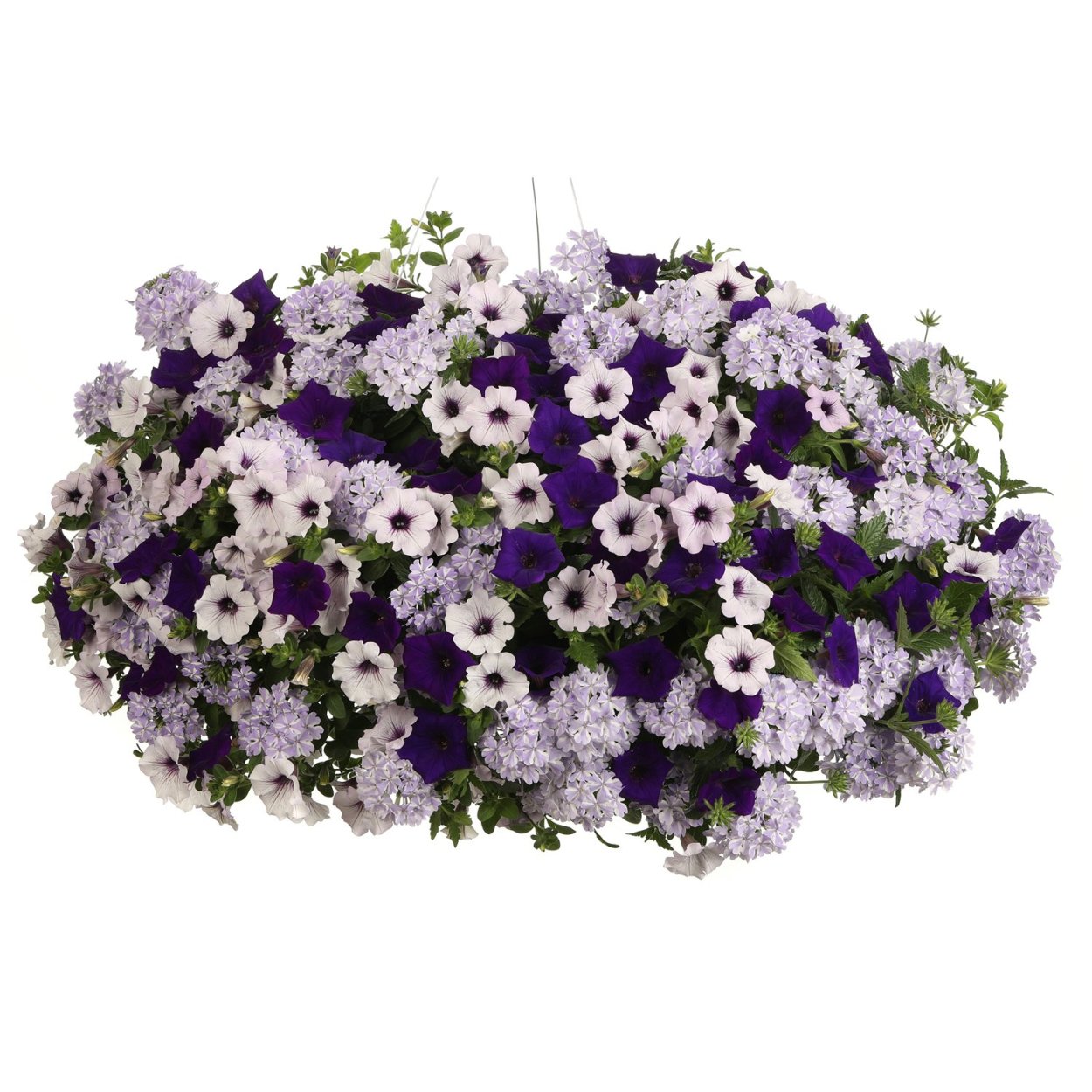 Петуния ампельная Crazytunia Cosmic Purple