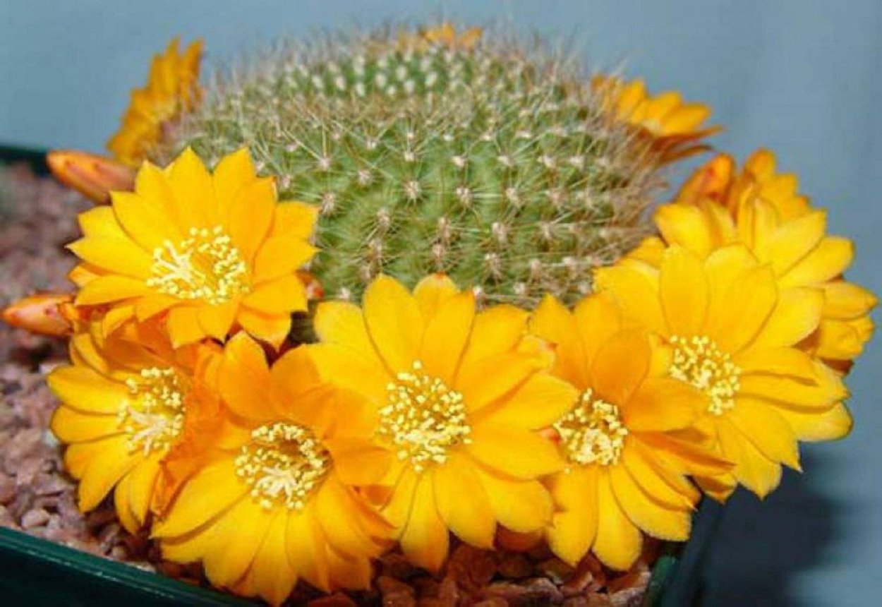 Ребуция Кактус