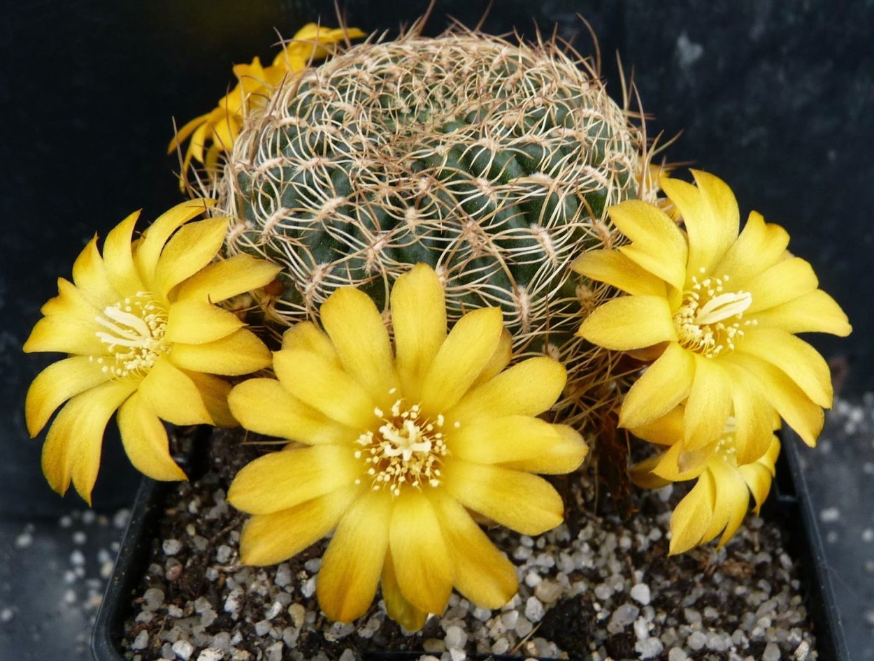 Горные кактусы ребуции