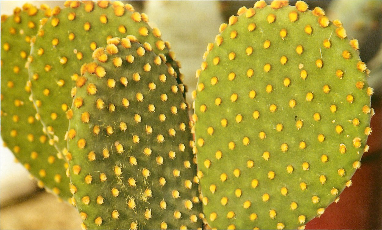 Гилокактилиум Елоу Кактус