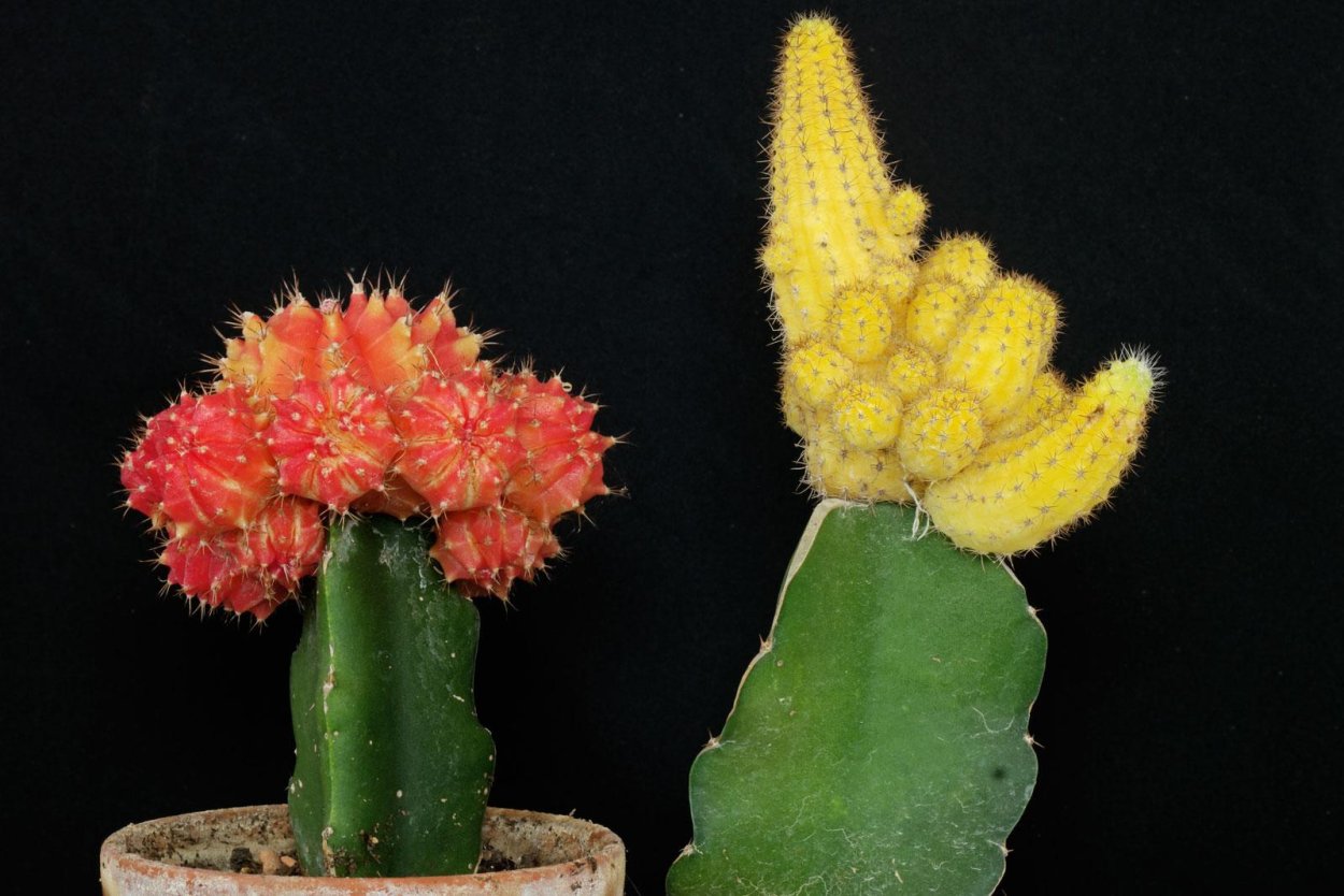 Кактус с мягкими колючками