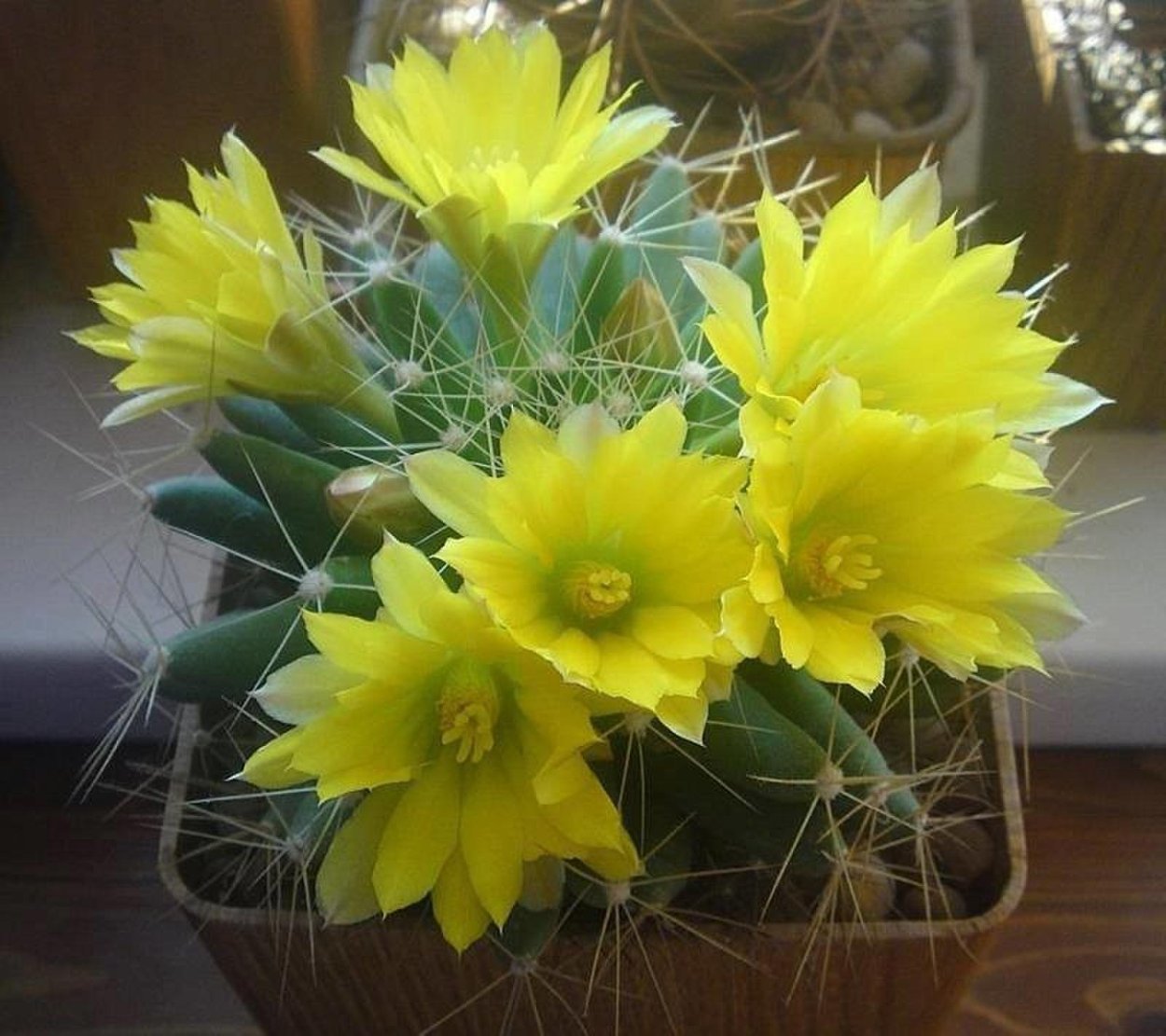 Кактус цветет желтым