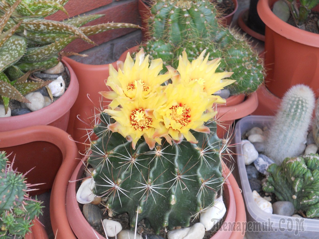 Кактус бирманский цэриус