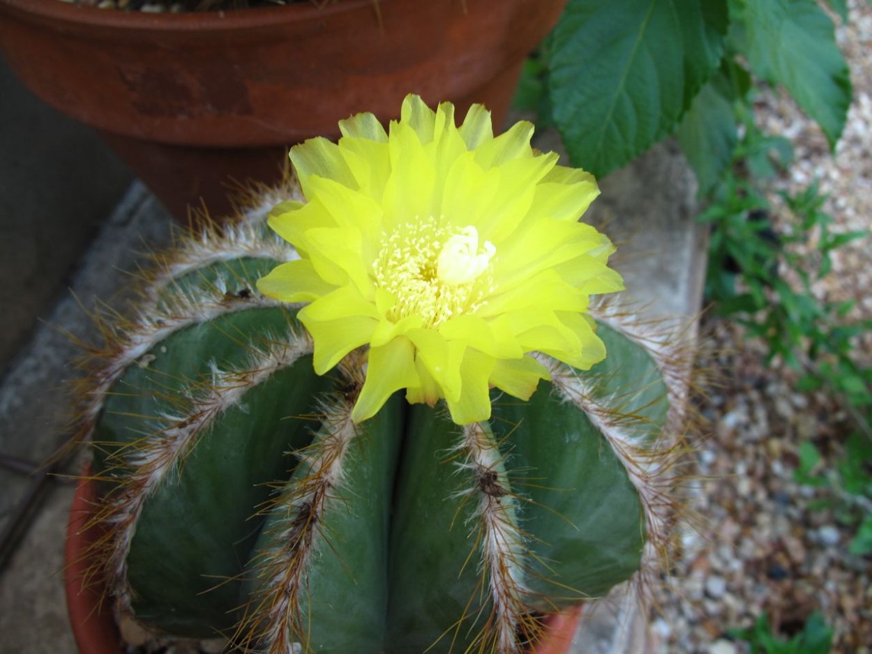 Кактус в желтом горшочке