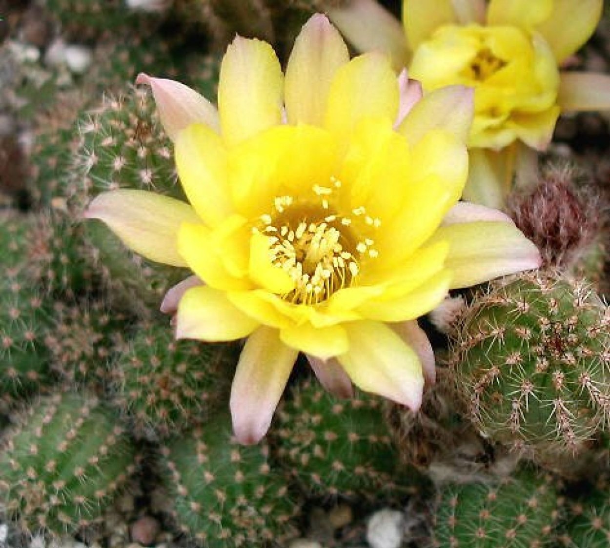 Цветы Волгоградской области