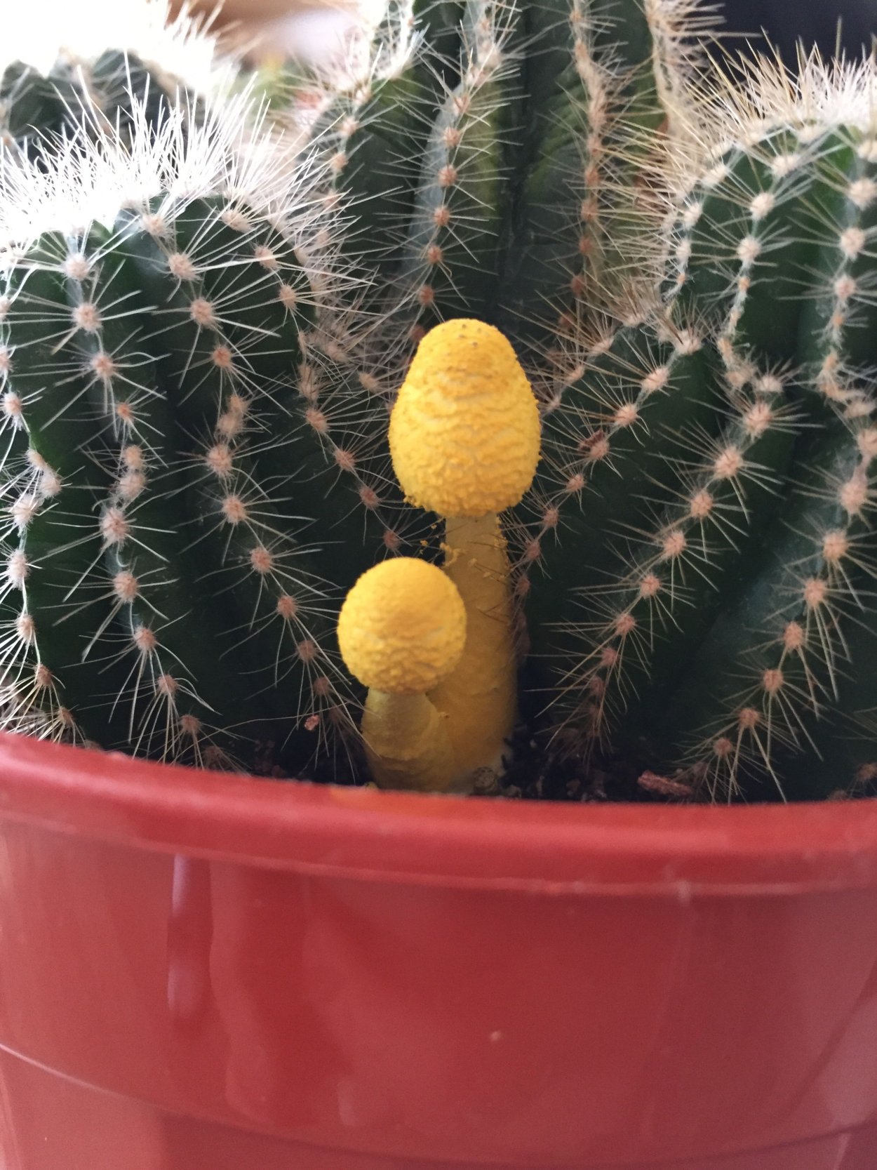 Кактус с маленькими желтыми цветочками