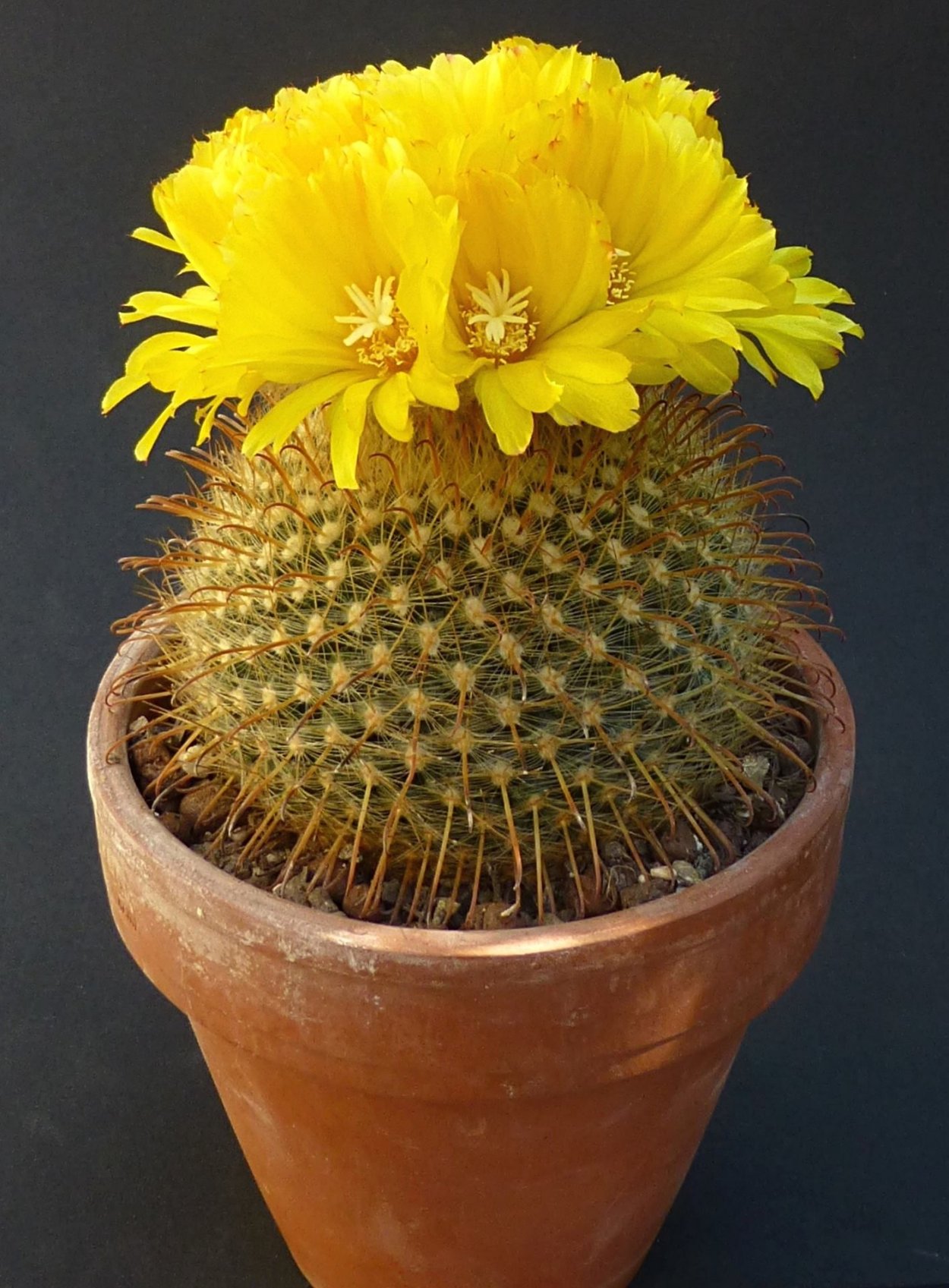 Нотокактус Ребуция