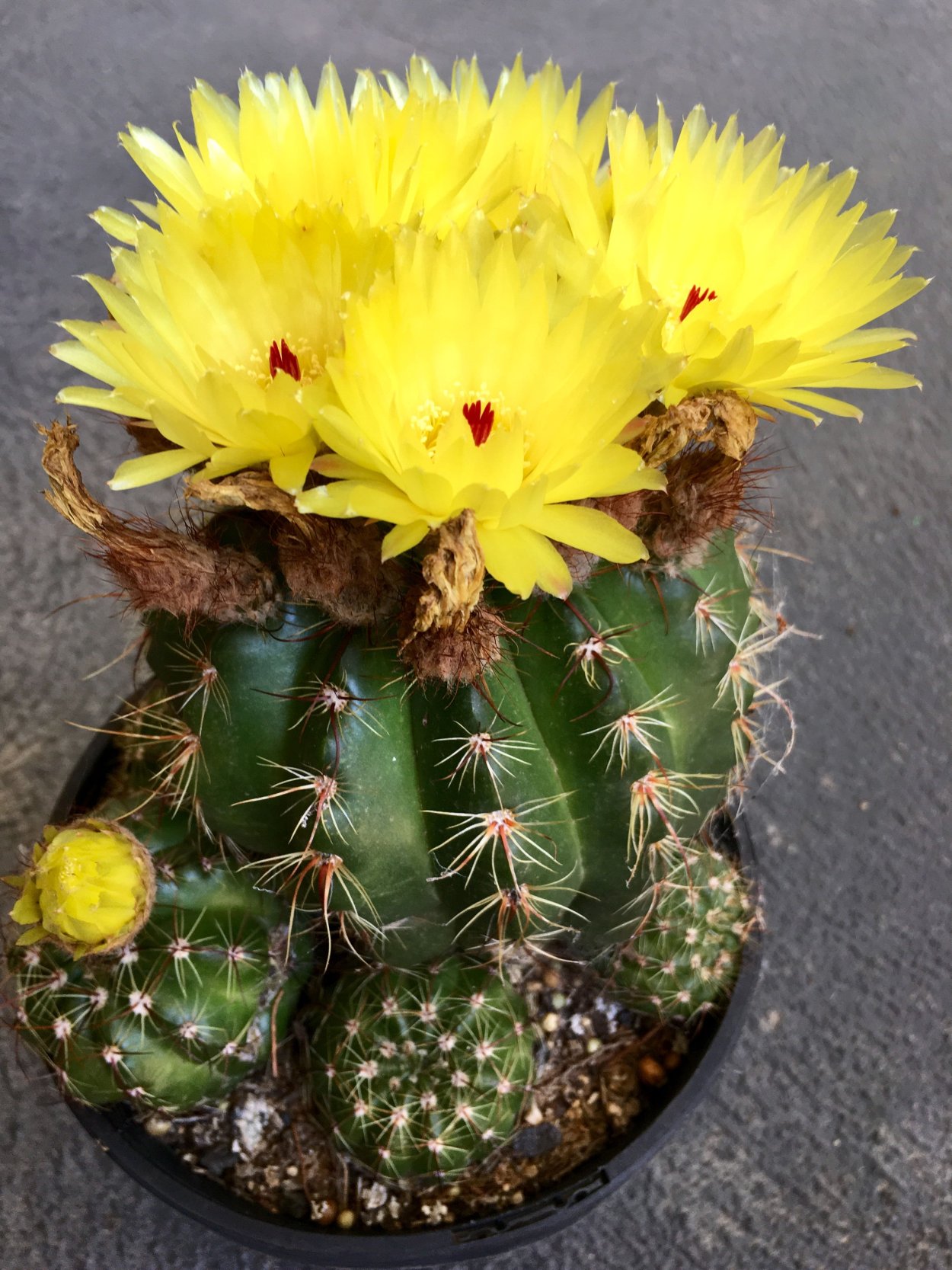 Опунция Кактус желтые цветки