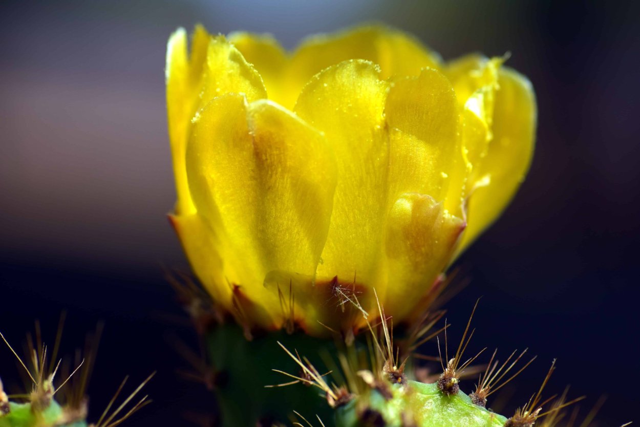 Опунция Кактус жёлтый цвет