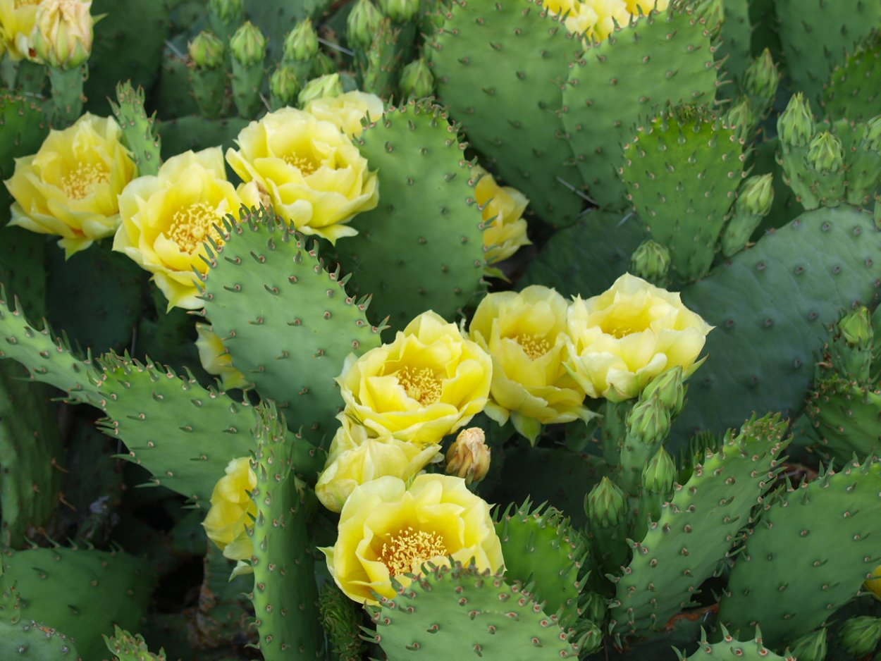 Очиток Пальмера