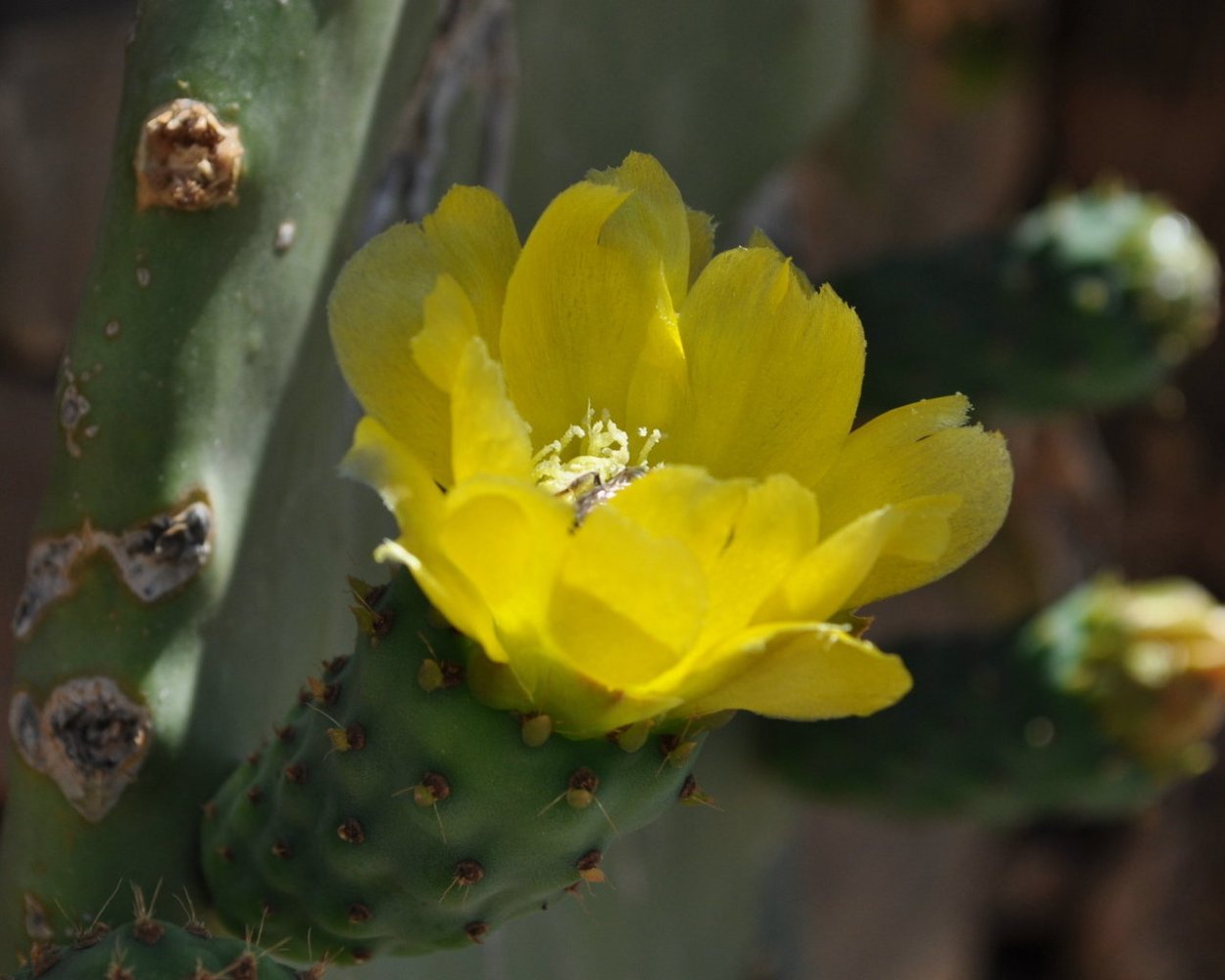 Кактус Гимнокалициум красный