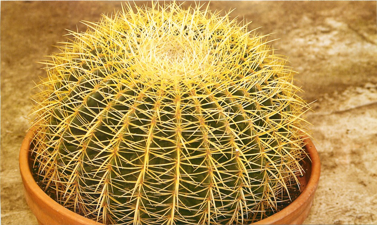 Жёлтый Кактус Уссурийск