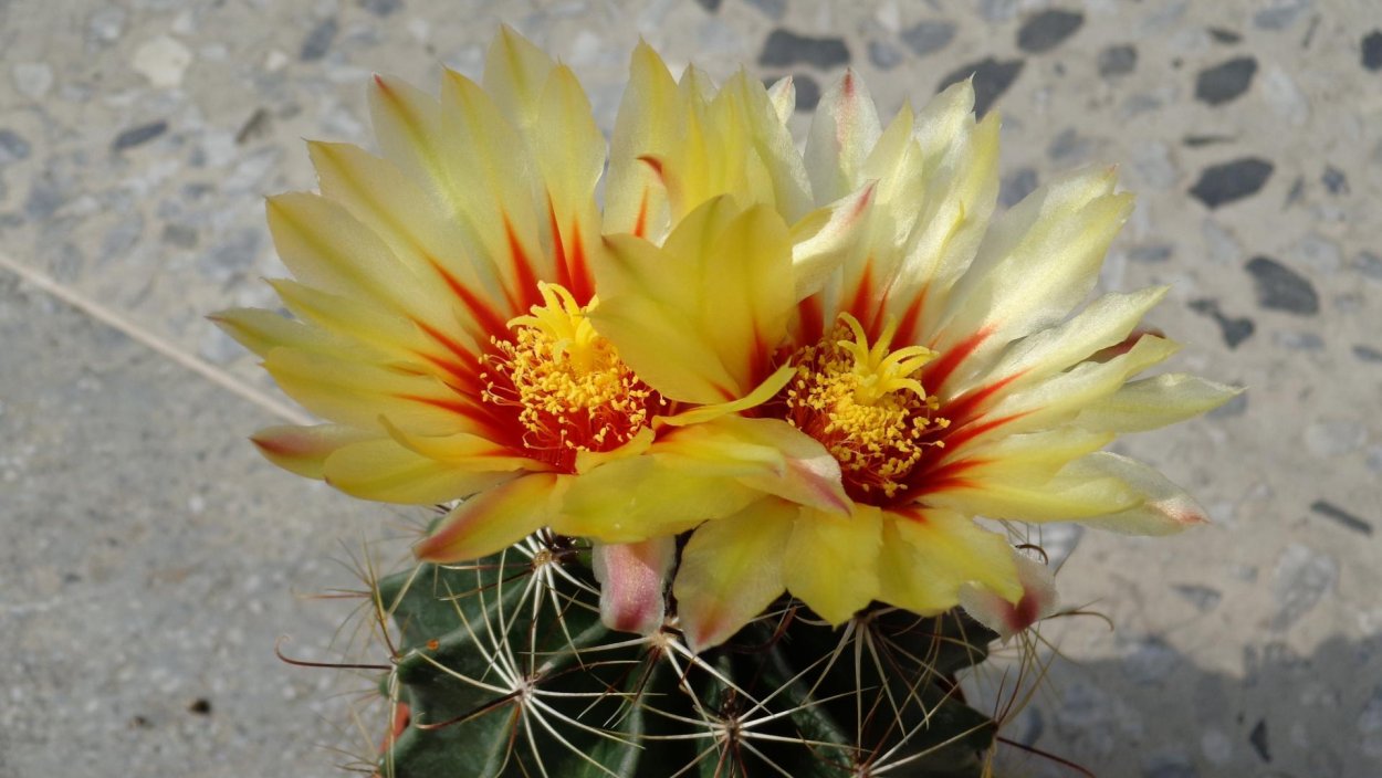 Опунция микродасус Йеллоу