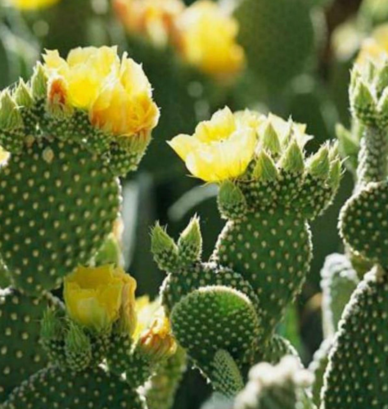 Эхинокактус грузони albispinus