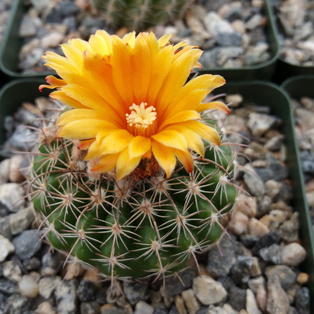 Хамецереус Сильвестри желтый