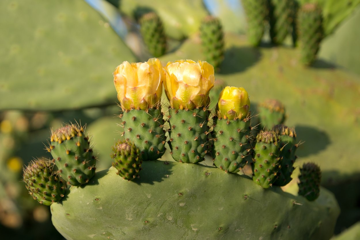 Кактус цветок опунция Крым