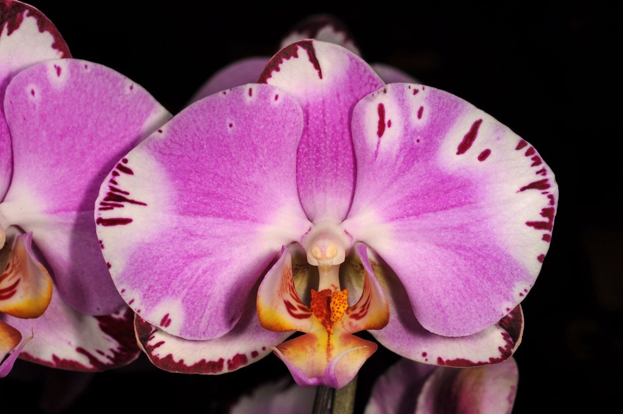 Орхидея фаленопсис Шанхай