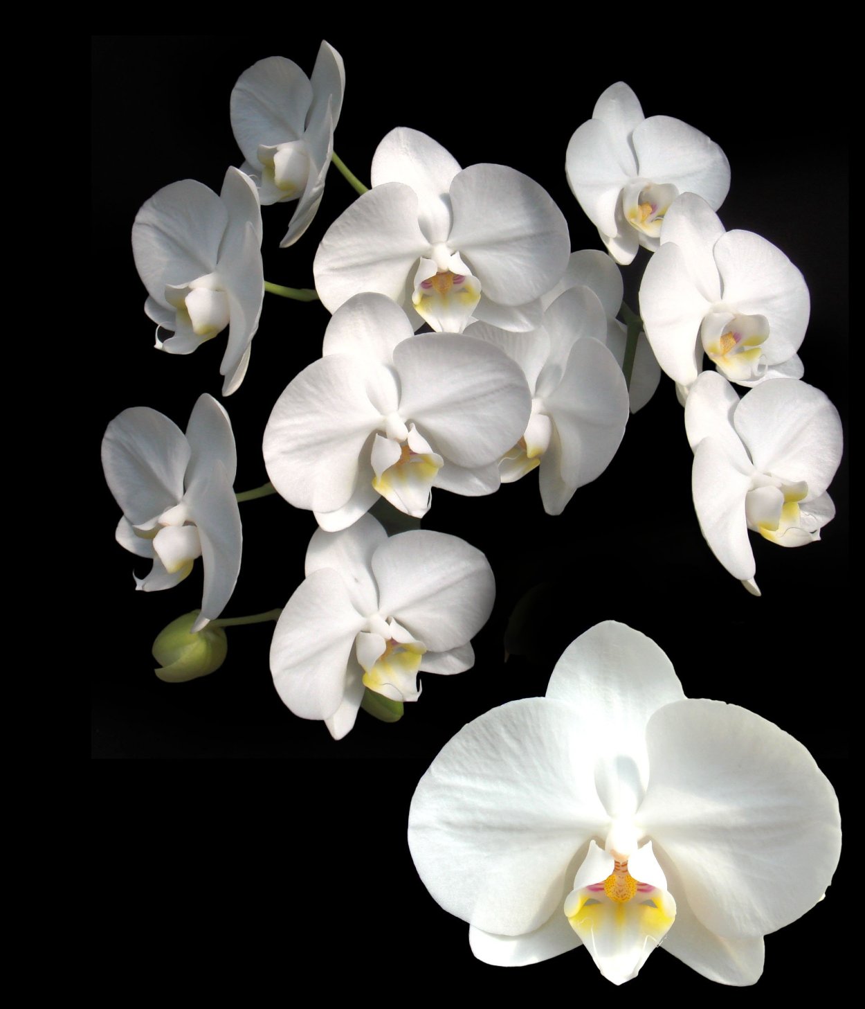 Орхидея фаленопсис Ямайка