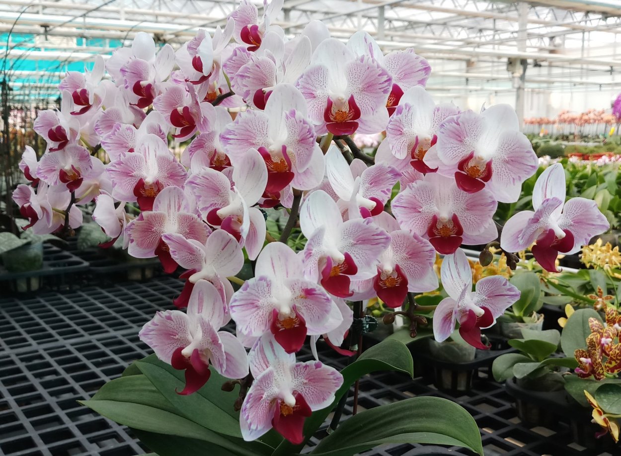 Орхидеи на подоконнике