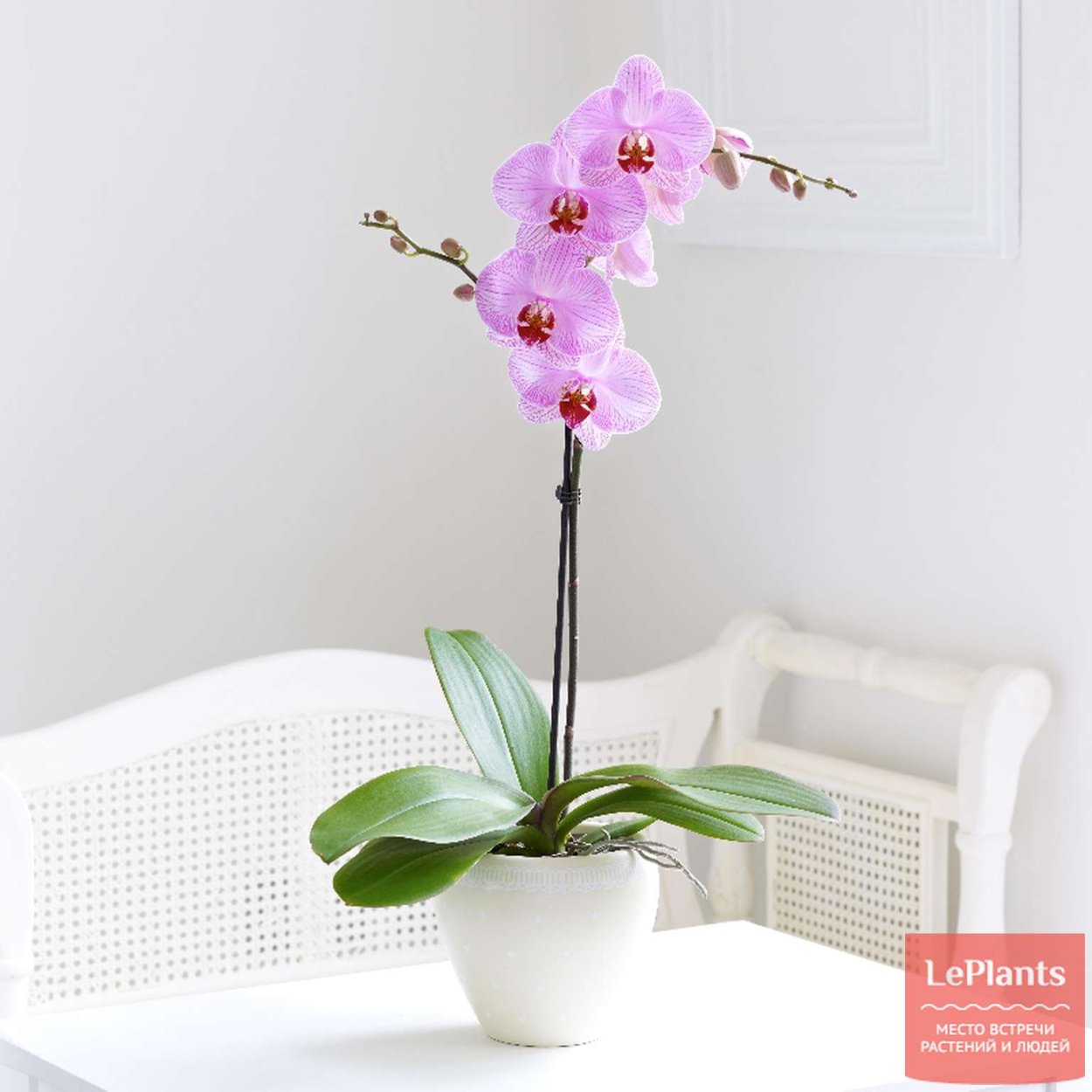 Орхидея в горшке опрыскивание
