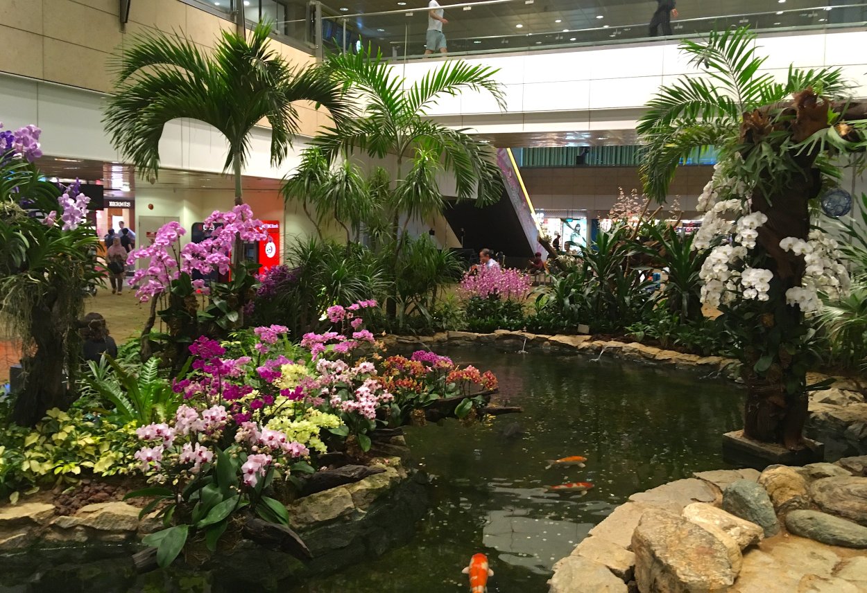 Caucaea Phalaenopsis